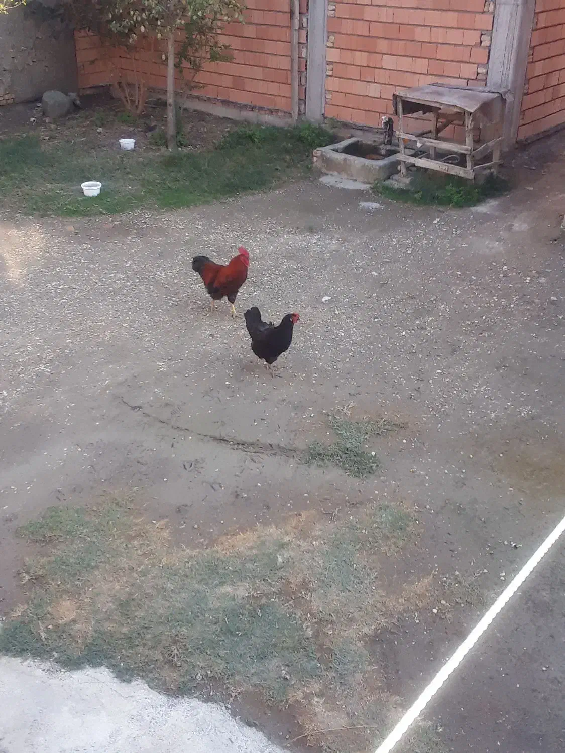 ۱جفت مرغ وخروس جوان|حیوانات مزرعه|گمیشان, |دیوار