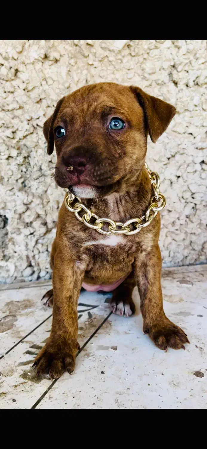 توله پیت بول خونگی|سگ|تهران, ورزشگاه آزادی|دیوار