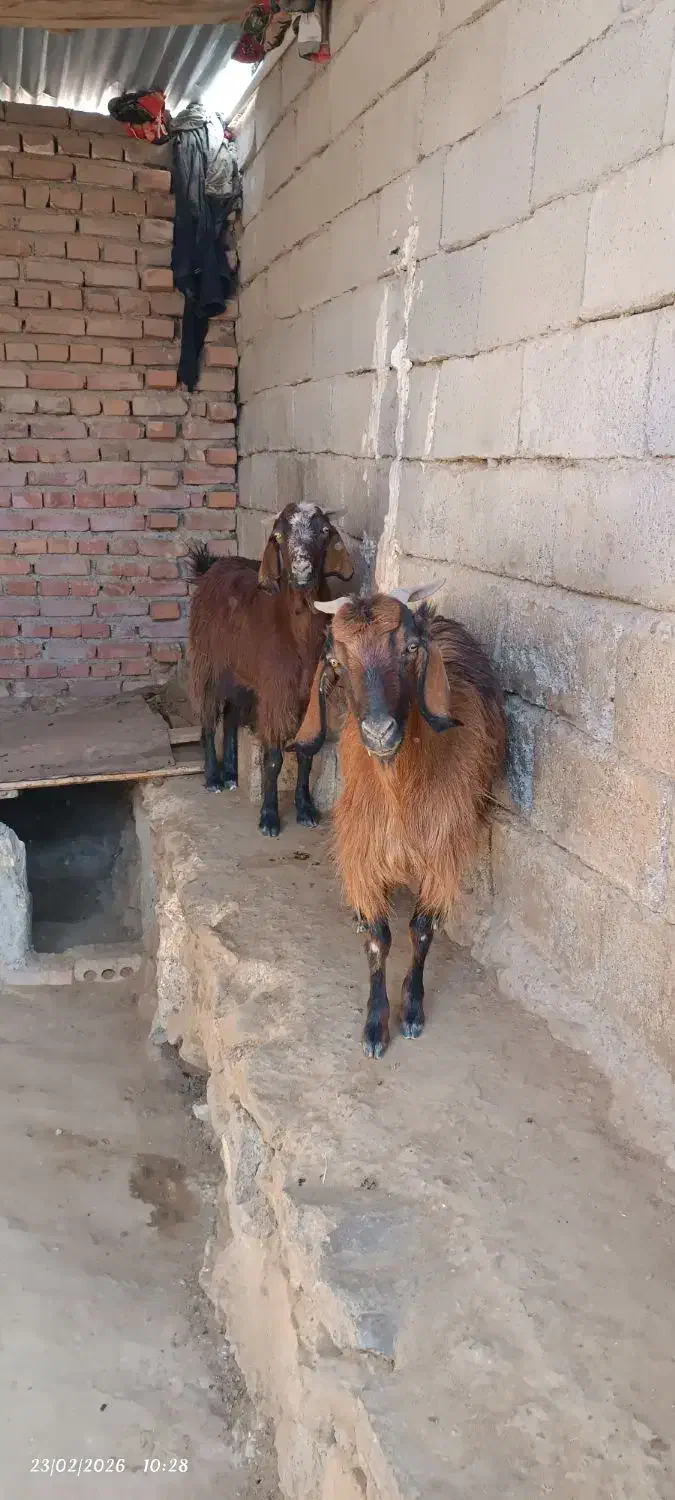 بز زایده|حیوانات مزرعه|نهبندان, |دیوار