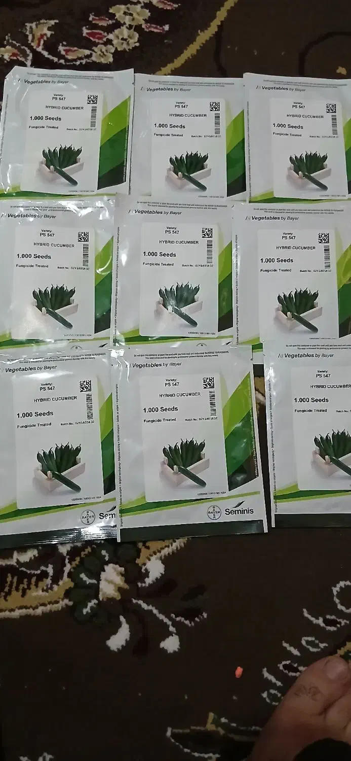 بذر خیار ۵۴۷|گل و گیاه طبیعی|جیرفت, |دیوار
