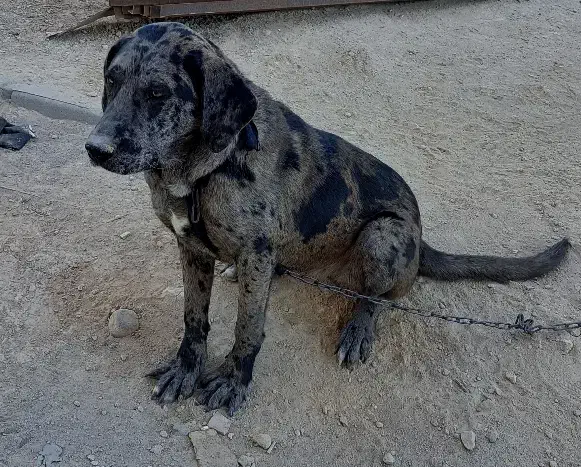 سگ معاوضه با ککیلی|سگ|اردبیل, |دیوار