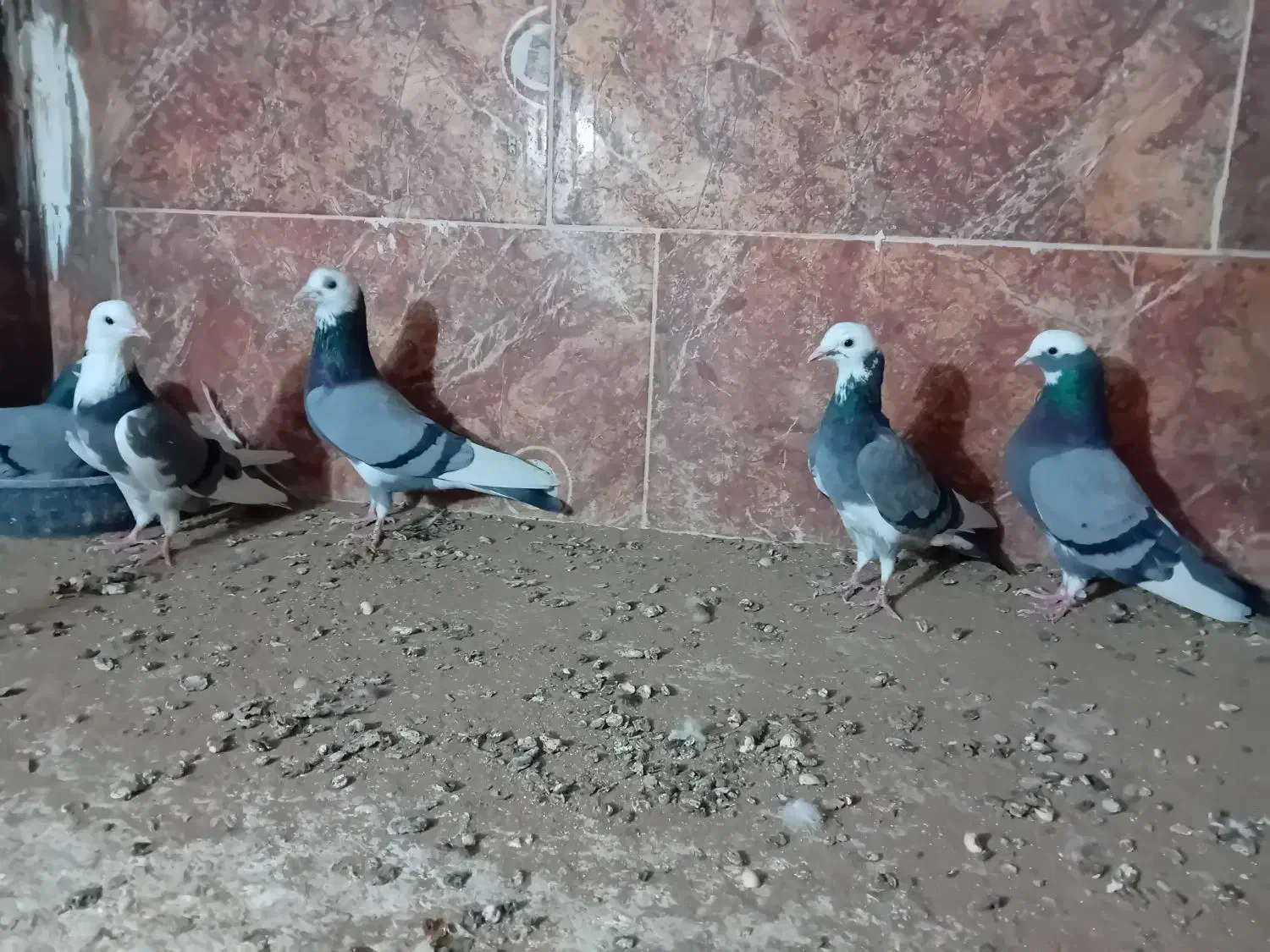 ۷ عدد شازده سبز وسیاه|پرنده|اردکان, |دیوار