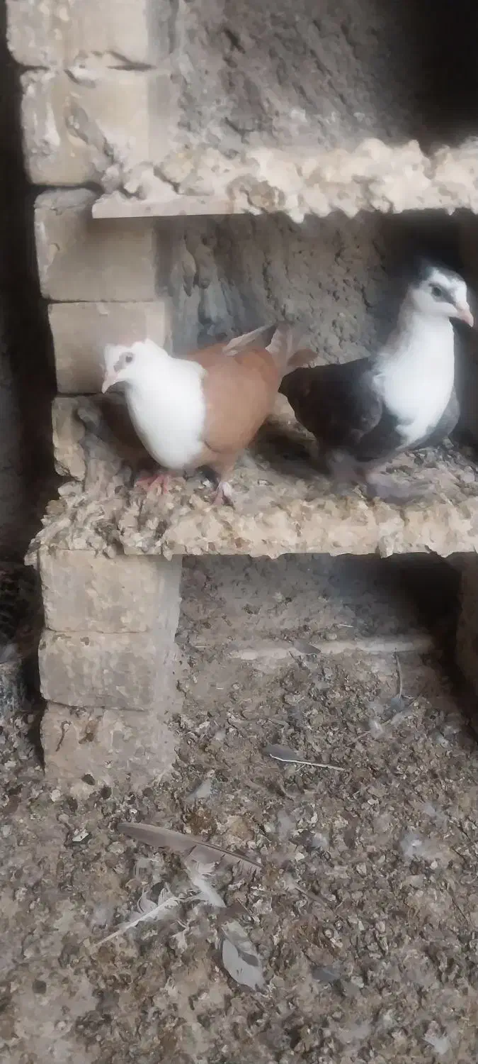 کبوتر مخمل|پرنده|برازجان, |دیوار