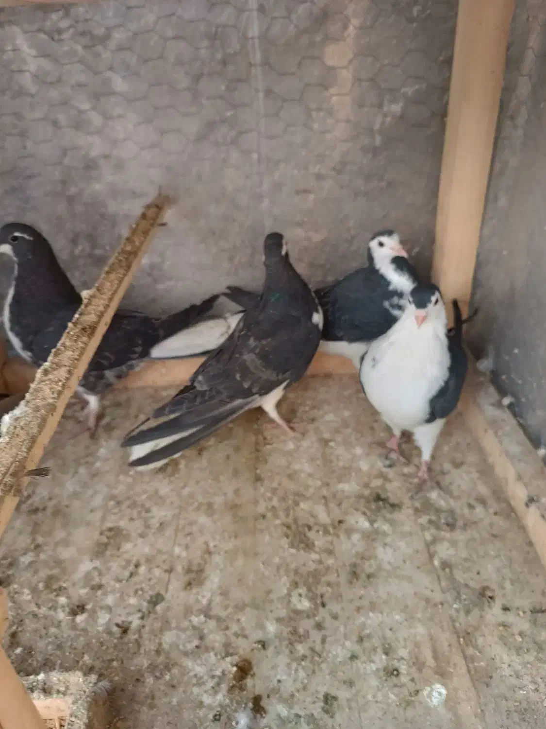 کبوتر دمگیر مشکی سینه دم پاک|پرنده|خمینی‌شهر, |دیوار