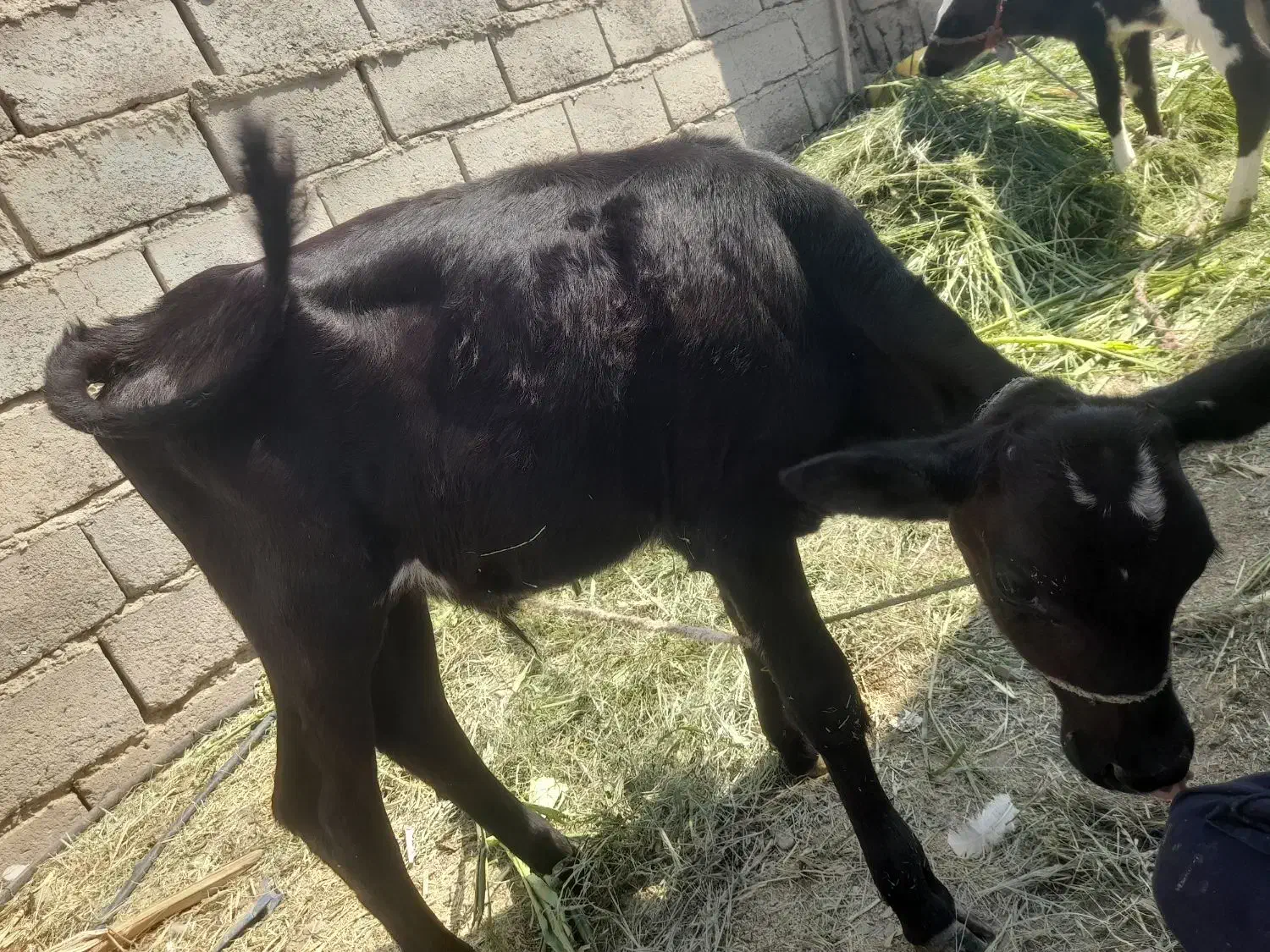 گاو|حیوانات مزرعه|ارزوئیه, |دیوار