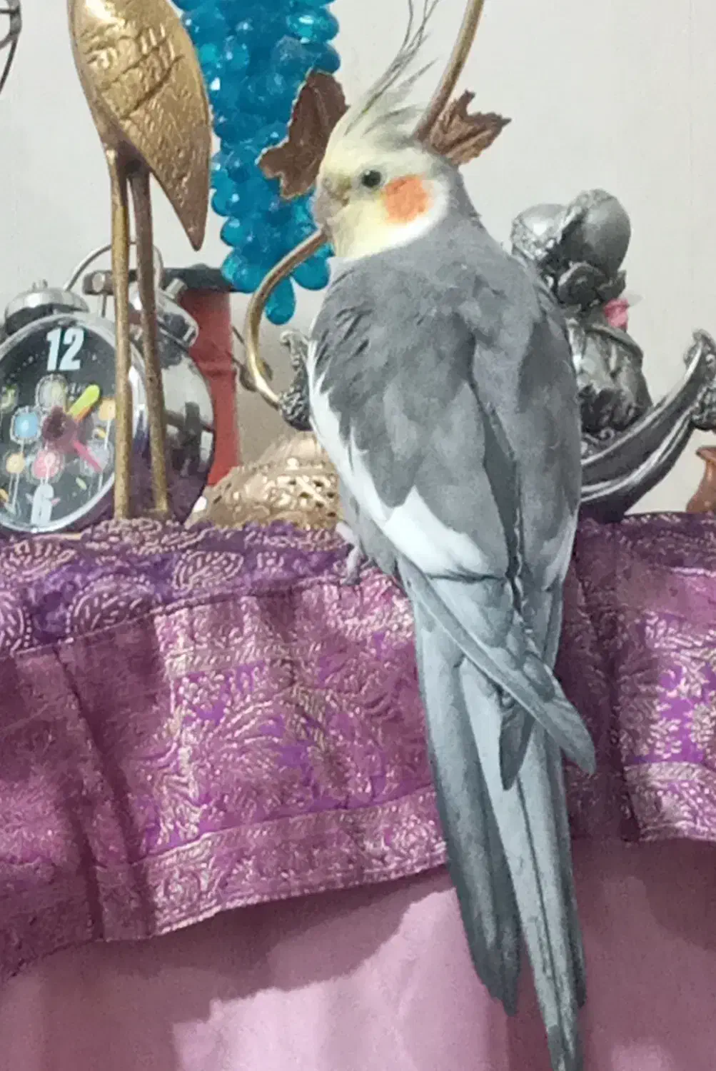 پرنده|پرنده|قرچک, میرزائی جنوبی|دیوار