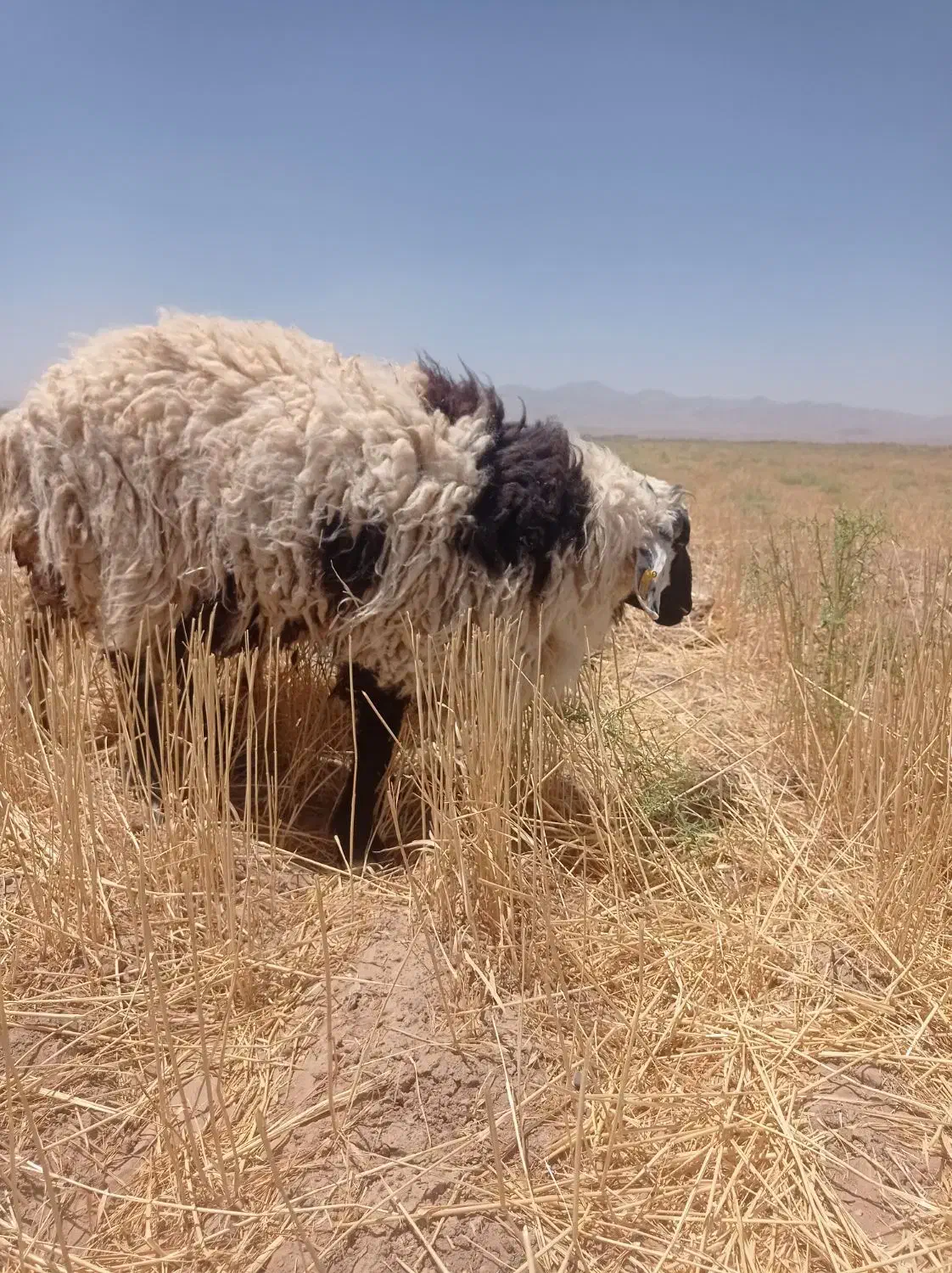 بره لاغر و کاه گندم محلی|حیوانات مزرعه|بیرجند, |دیوار