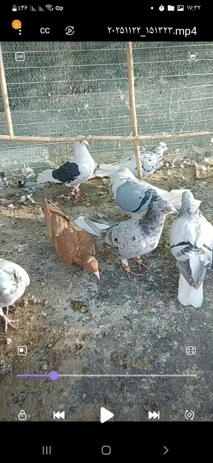 کرمانی والمانی|پرنده|قائن, |دیوار