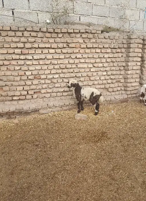 ۱رآس بره ماده پلنگی ،جنس دار ،خوراک خور|حیوانات مزرعه|آق قلا, |دیوار