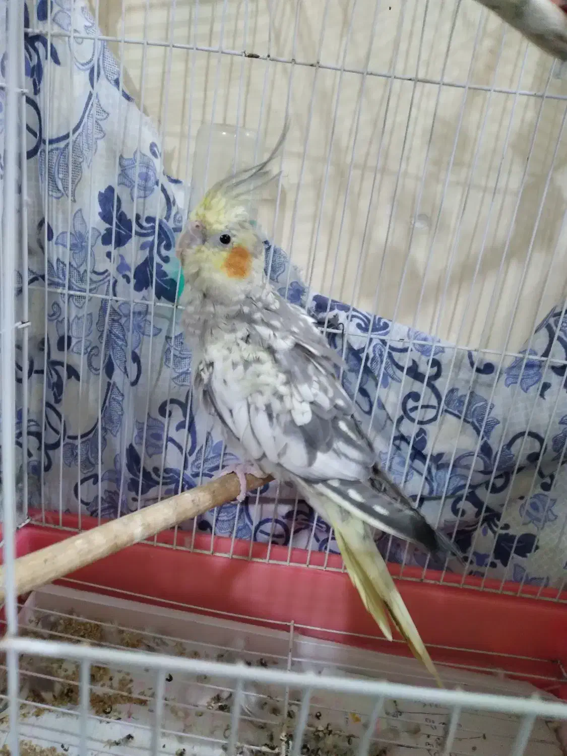 پرنده|پرنده|رشت, توشیبا|دیوار