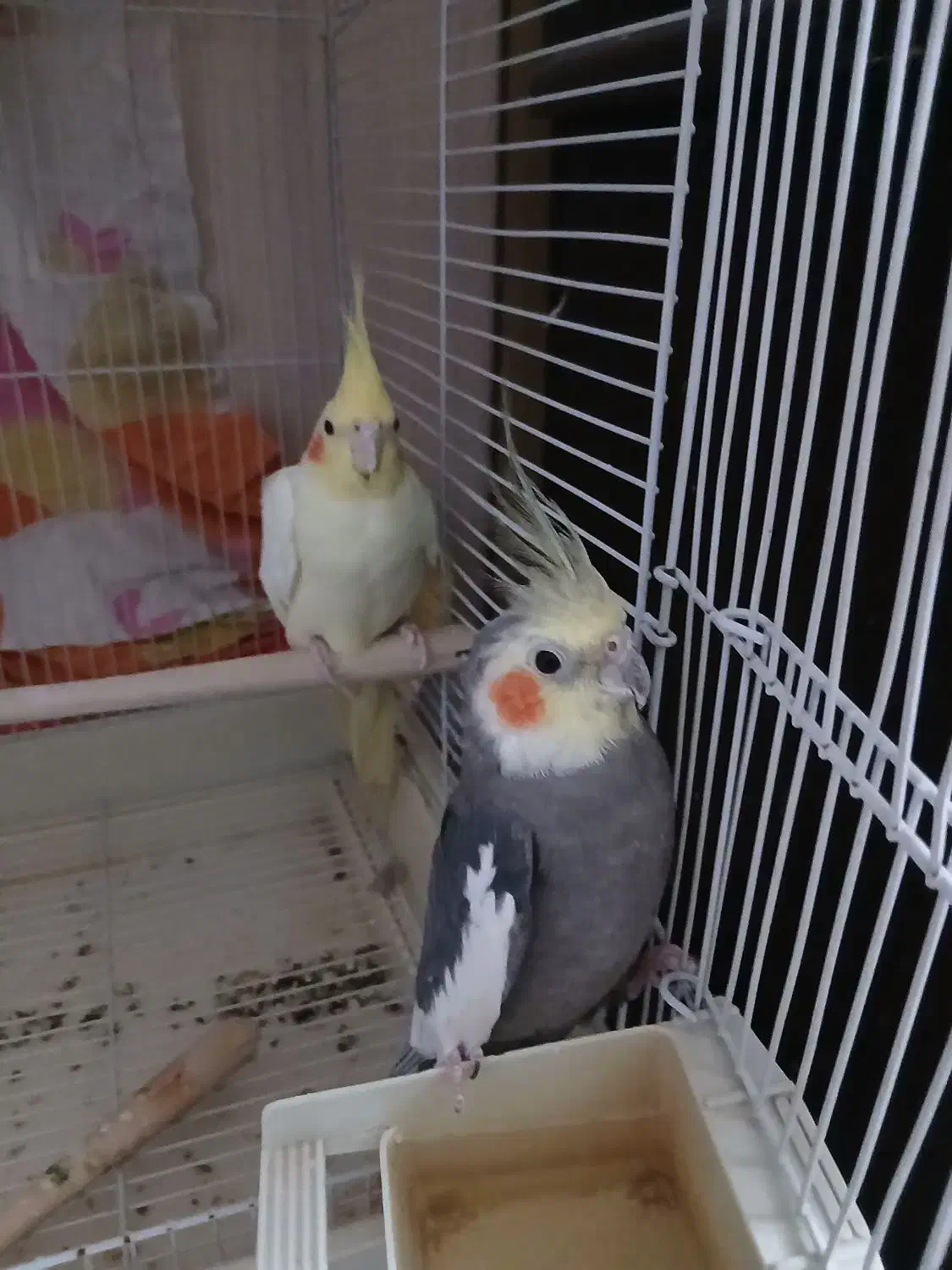 عروس هلندی مولد|پرنده|اندیشه, اندیشه فاز ۱|دیوار