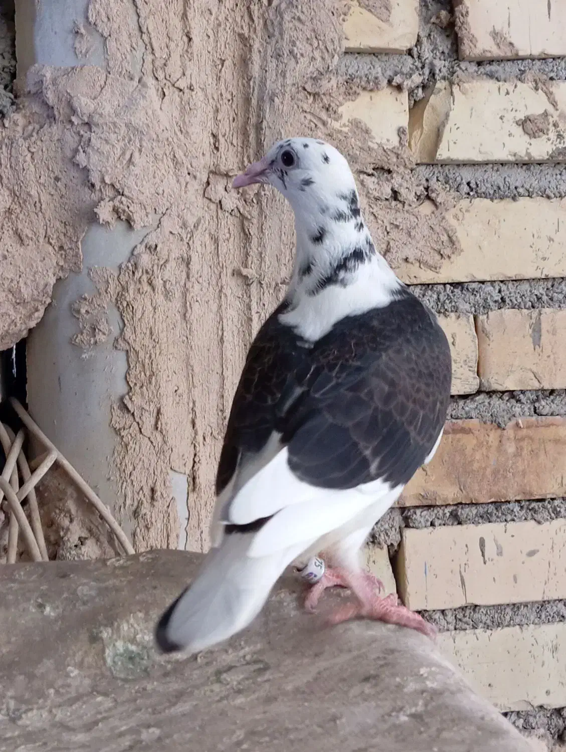 گم شده|حیوانات|مشهد, پنجتن|دیوار