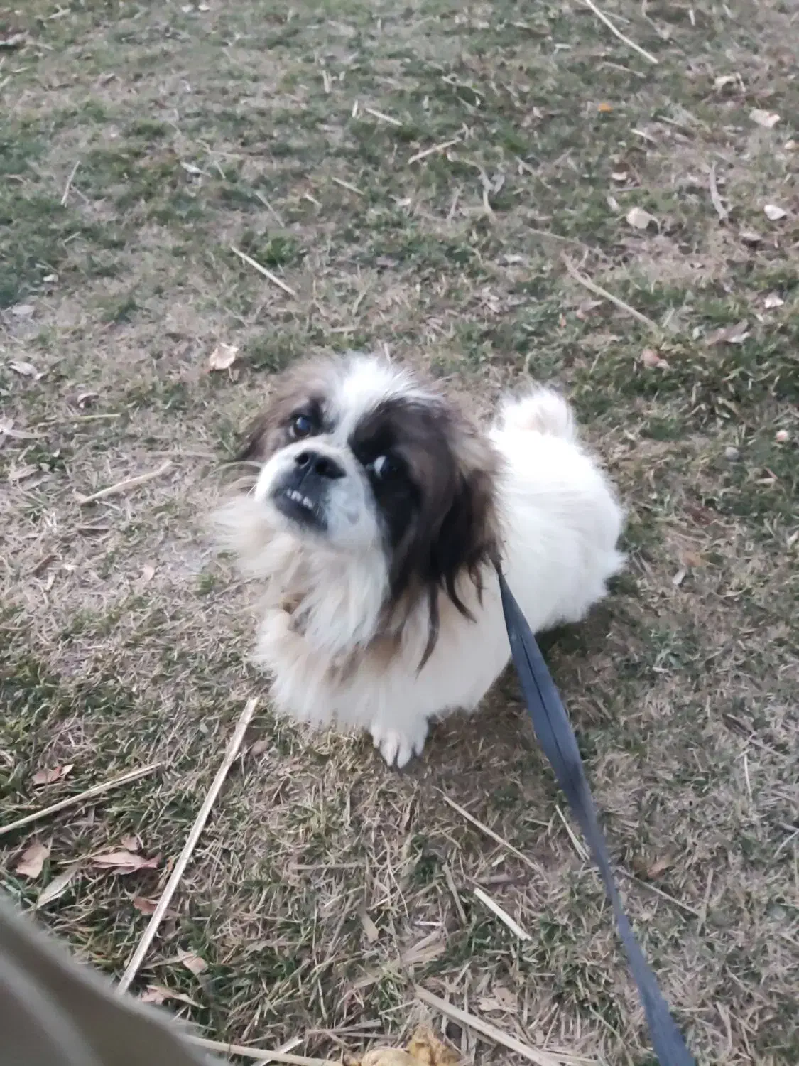 پاگوتاخانگی|سگ|خلخال, |دیوار