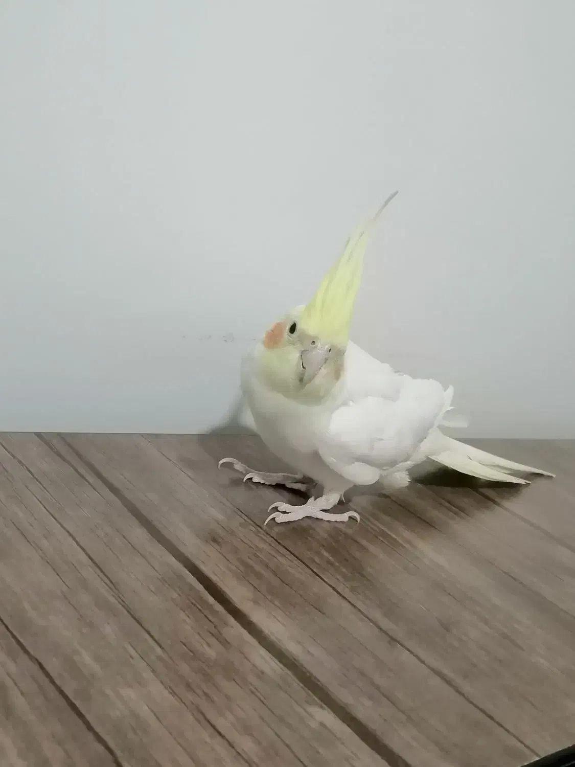 عروس هلندی لوتینو|پرنده|برخوار, |دیوار