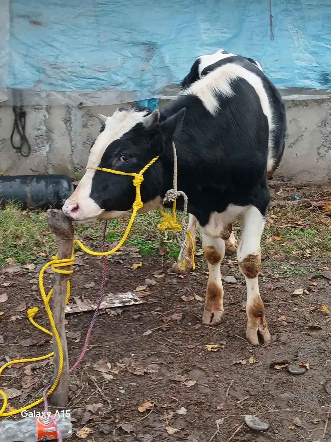 گاو نر هلشتاین اصیل ورزا گوساله|حیوانات مزرعه|سنگر, |دیوار