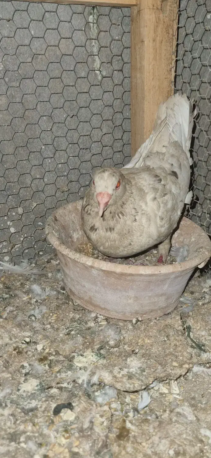 کبوتر|پرنده|کاشان, خلیج فارس|دیوار