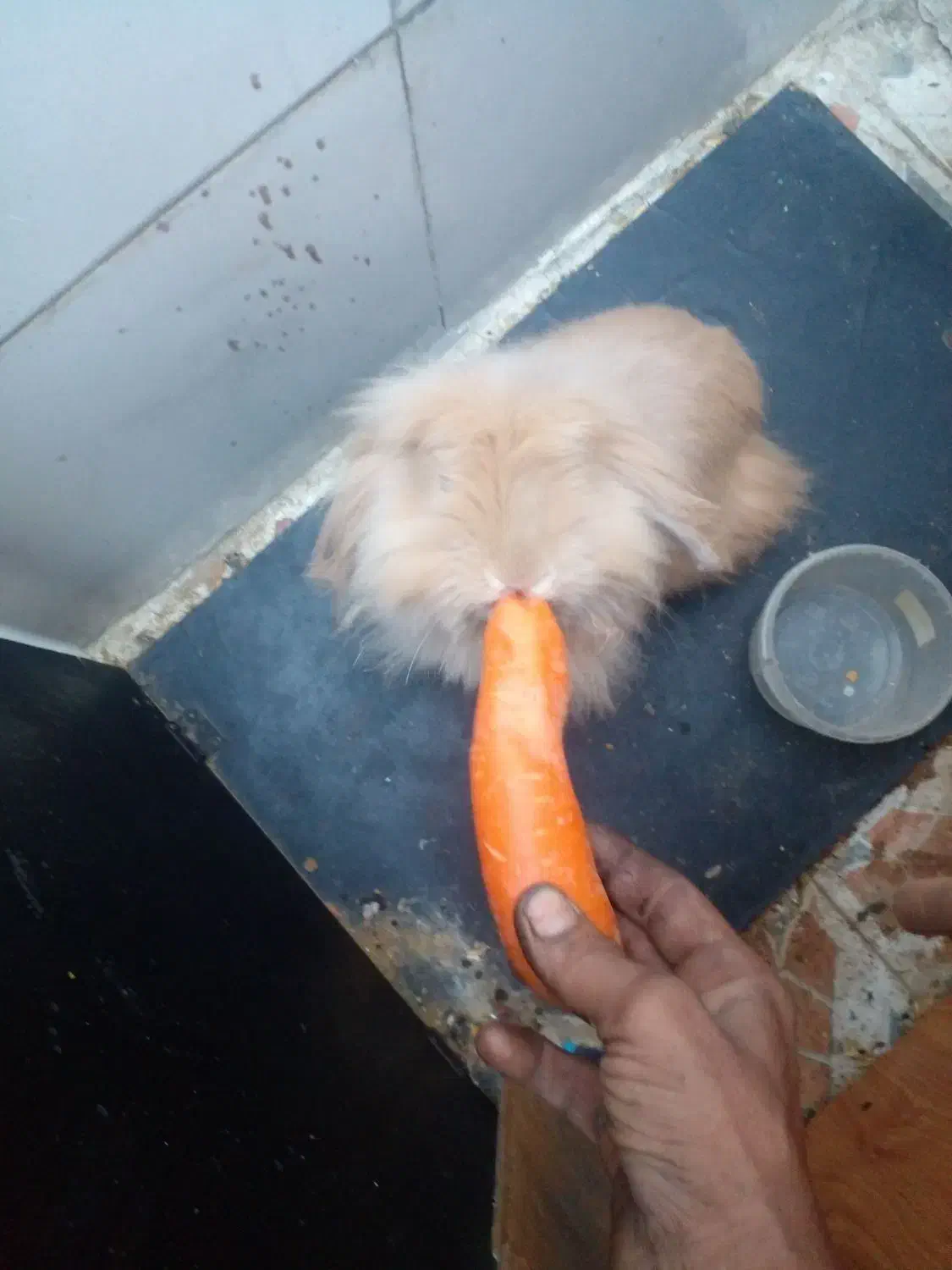 سلام بخاطر که من سر کار هستم واسه فروش|موش و خرگوش|اهواز, کوی رمضان|دیوار