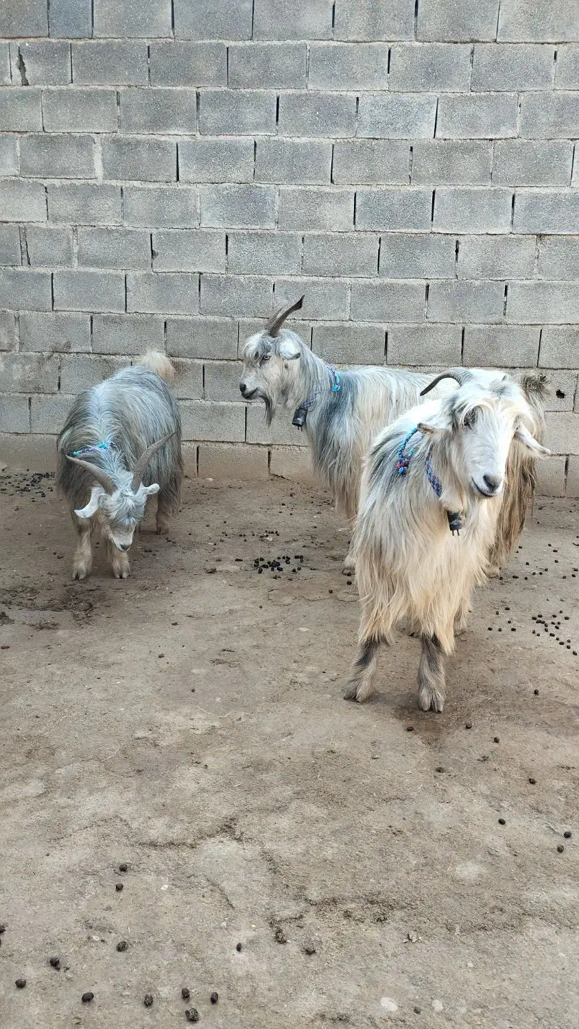 سه راس بز روزگاری|حیوانات مزرعه|شوشتر, |دیوار