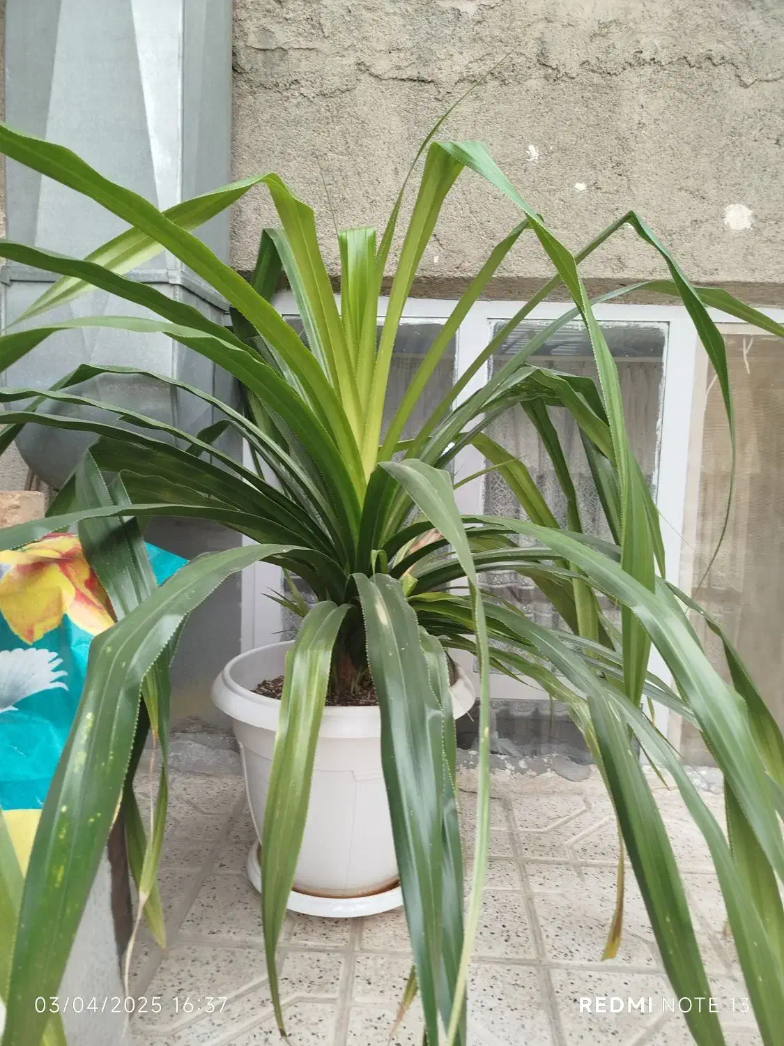 گل پاندانوس|گل و گیاه طبیعی|مشهد, ایثارگران|دیوار