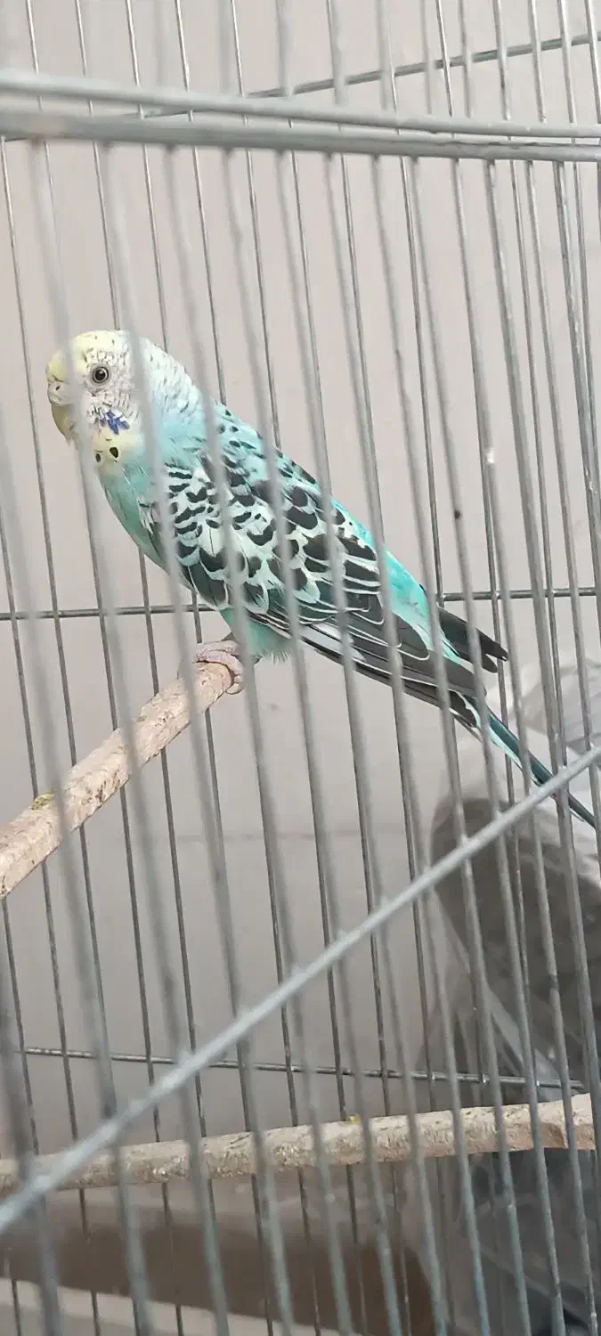 عشق|پرنده|فردیس, فرامرزیه|دیوار