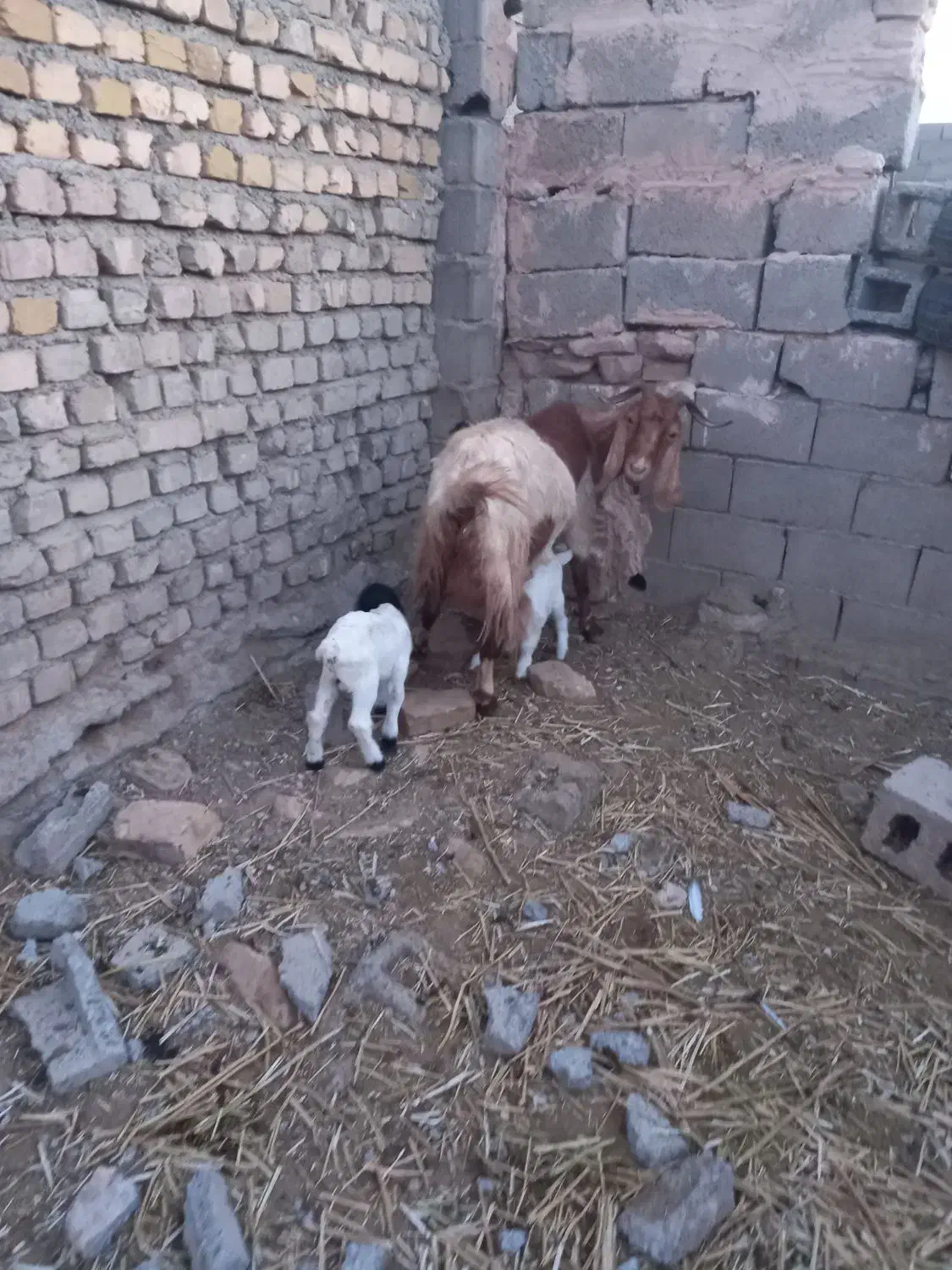 دوعدد بز شیری|حیوانات مزرعه|عطاملک, |دیوار