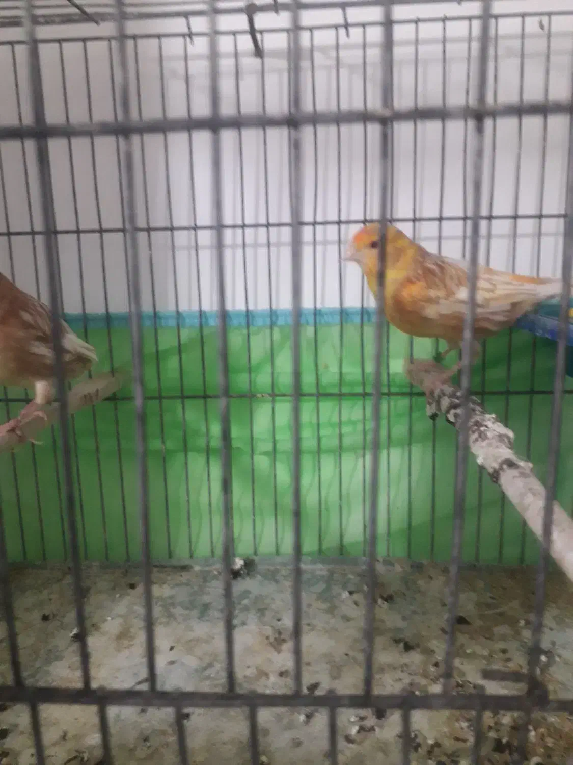 قناری فااو|پرنده|میانه, |دیوار