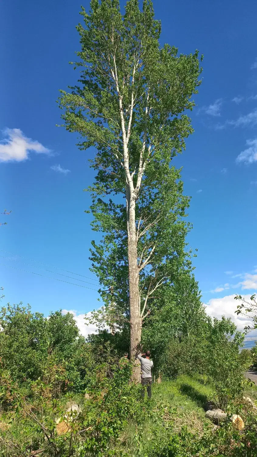 خرید انواع چوب بصورت نقدی|خدمات باغبانی و درختکاری|مشگین شهر, |دیوار