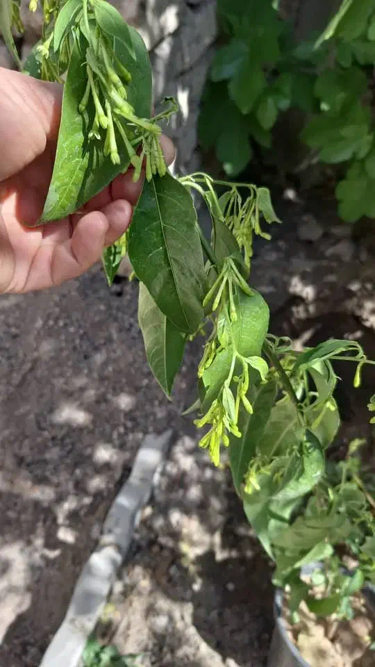 کار|استخدام بازاریابی و فروش|بروجن, |دیوار