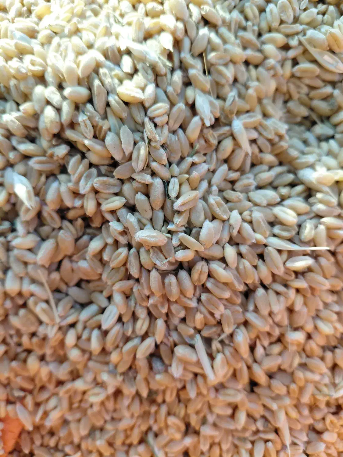 گندم پیشگام برای دام و کاشت|خوردنی و آشامیدنی|شوط, |دیوار