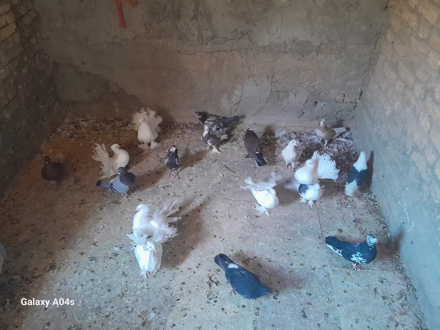 کفتر نقش نژاد دار|پرنده|یزد, |دیوار