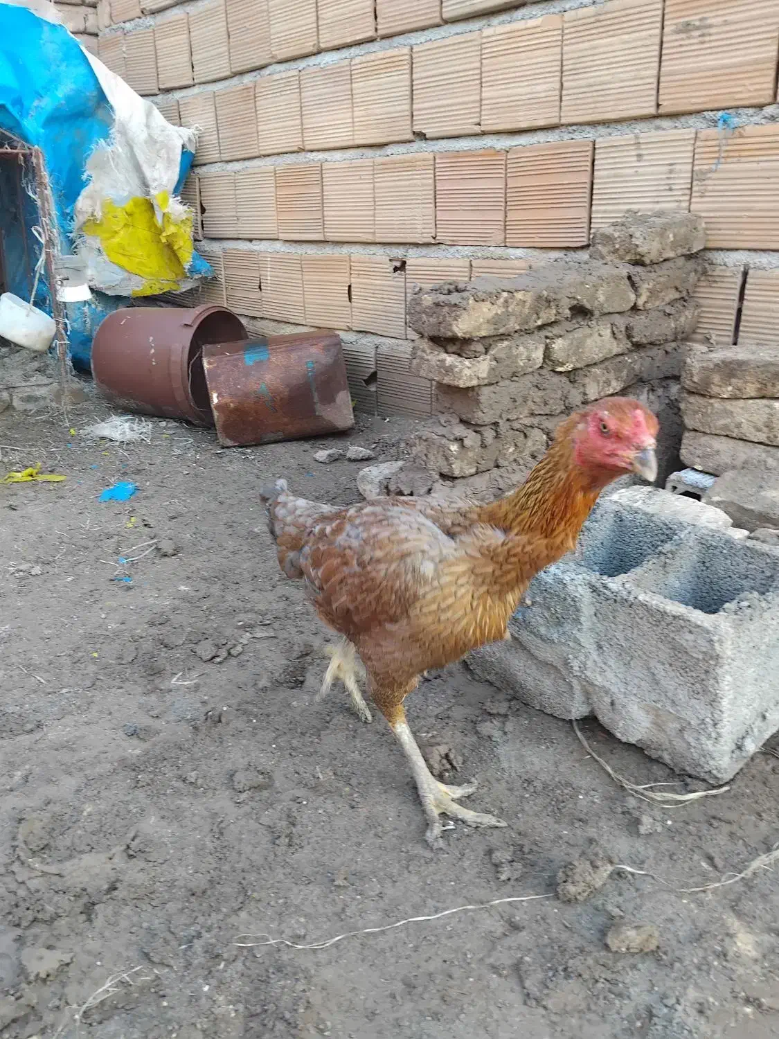 مرغ و خروس لاری|حیوانات مزرعه|آق قلا, |دیوار