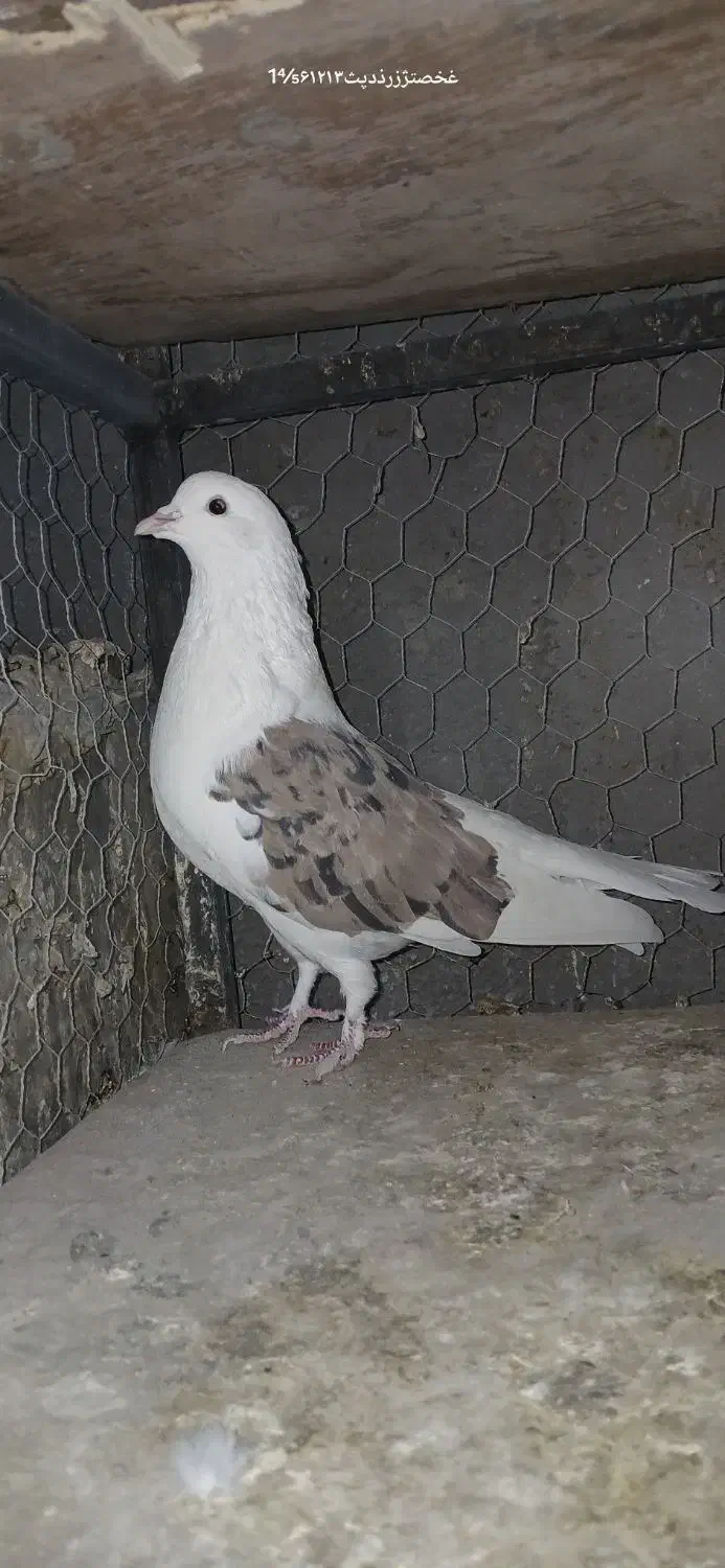 کبوتر|پرنده|زنجان, |دیوار