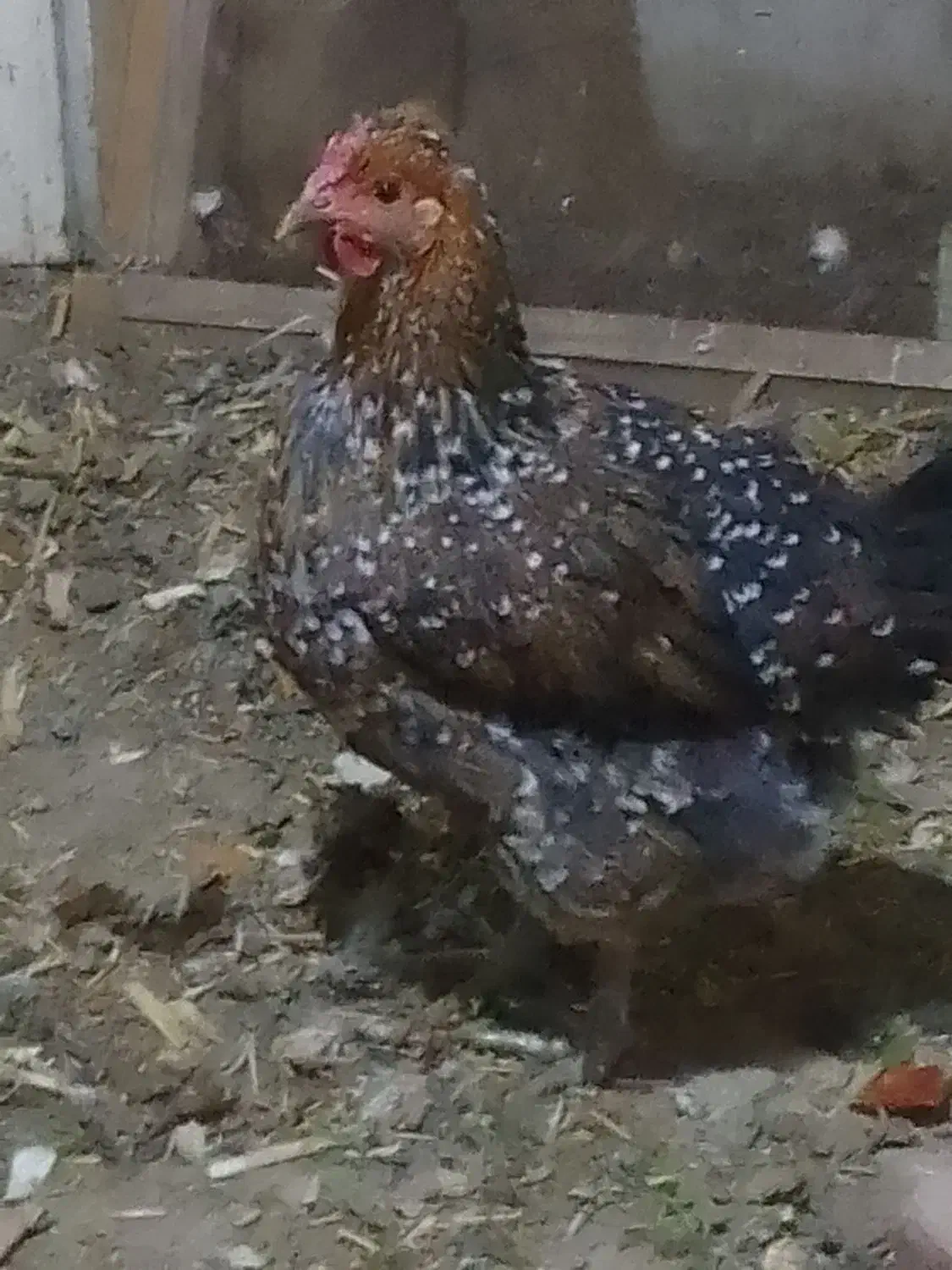 مرغ گلین اصلی|حیوانات مزرعه|اسلام‌شهر, شهرک سعیدیه|دیوار