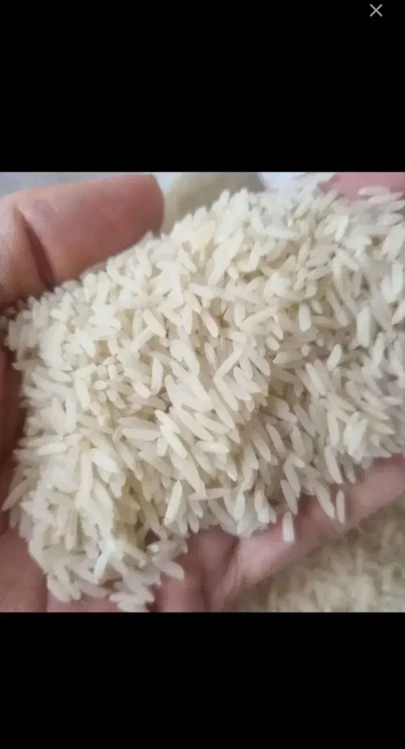 طارم گرگان|خوردنی و آشامیدنی|قم, آذر (نکویی)|دیوار