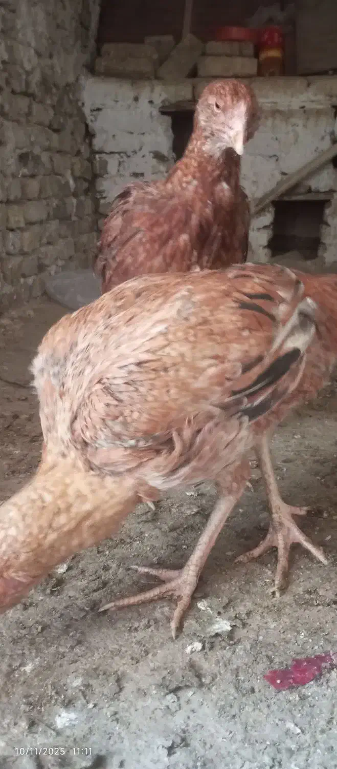 جوجه مرغ و خروس لاری|حیوانات مزرعه|تربت‌حیدریه, طالقانی|دیوار