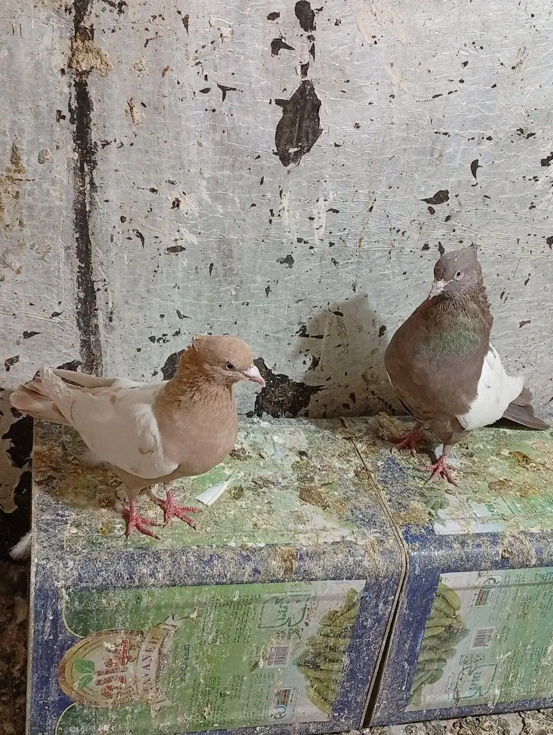 فروش کفتر|پرنده|شیراز, سهل‌آباد|دیوار