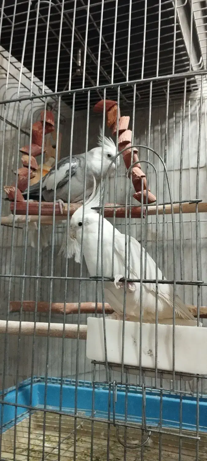 عروس هلندی مولد|پرنده|کهریزک, |دیوار