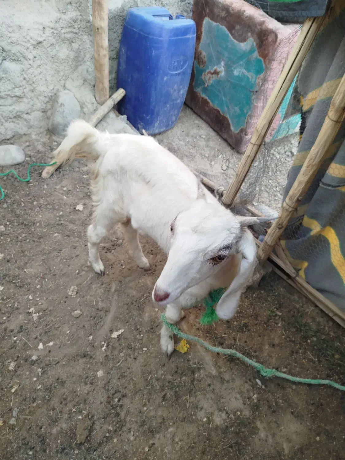 سه تا بز فروشی دوتا ماده یکی نر|حیوانات مزرعه|پارود, |دیوار