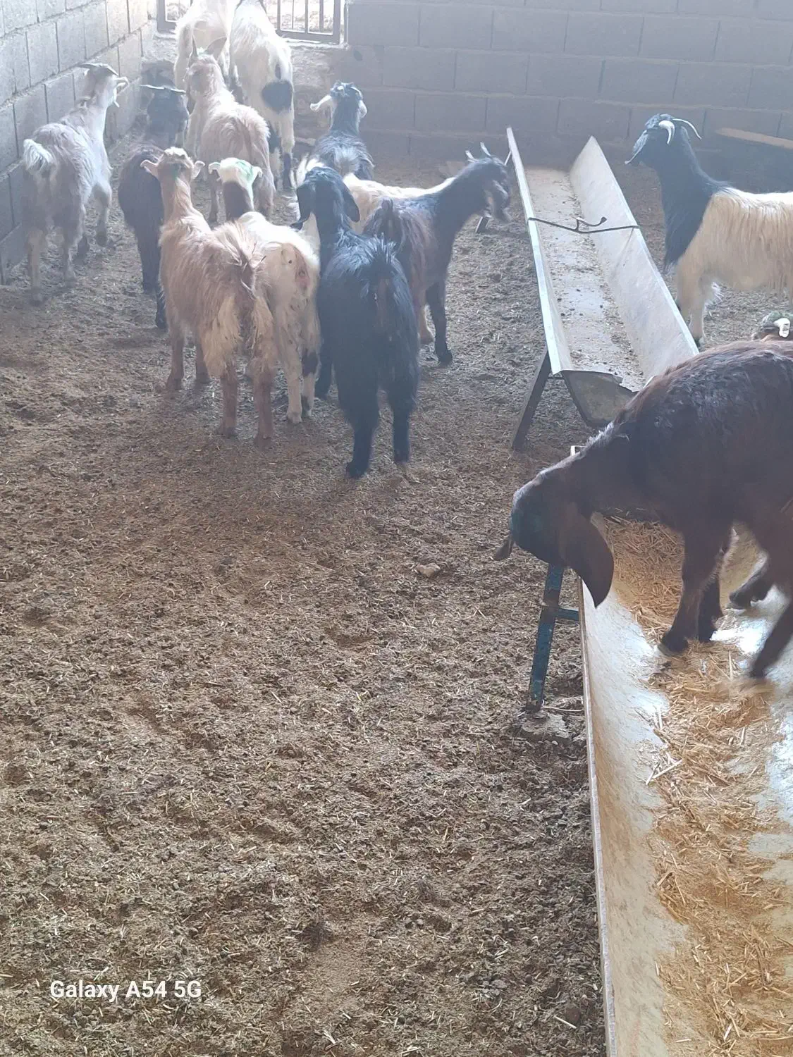 ۱۷ عدد بزغاله سالم به ضمانت|حیوانات مزرعه|رضویه, |دیوار