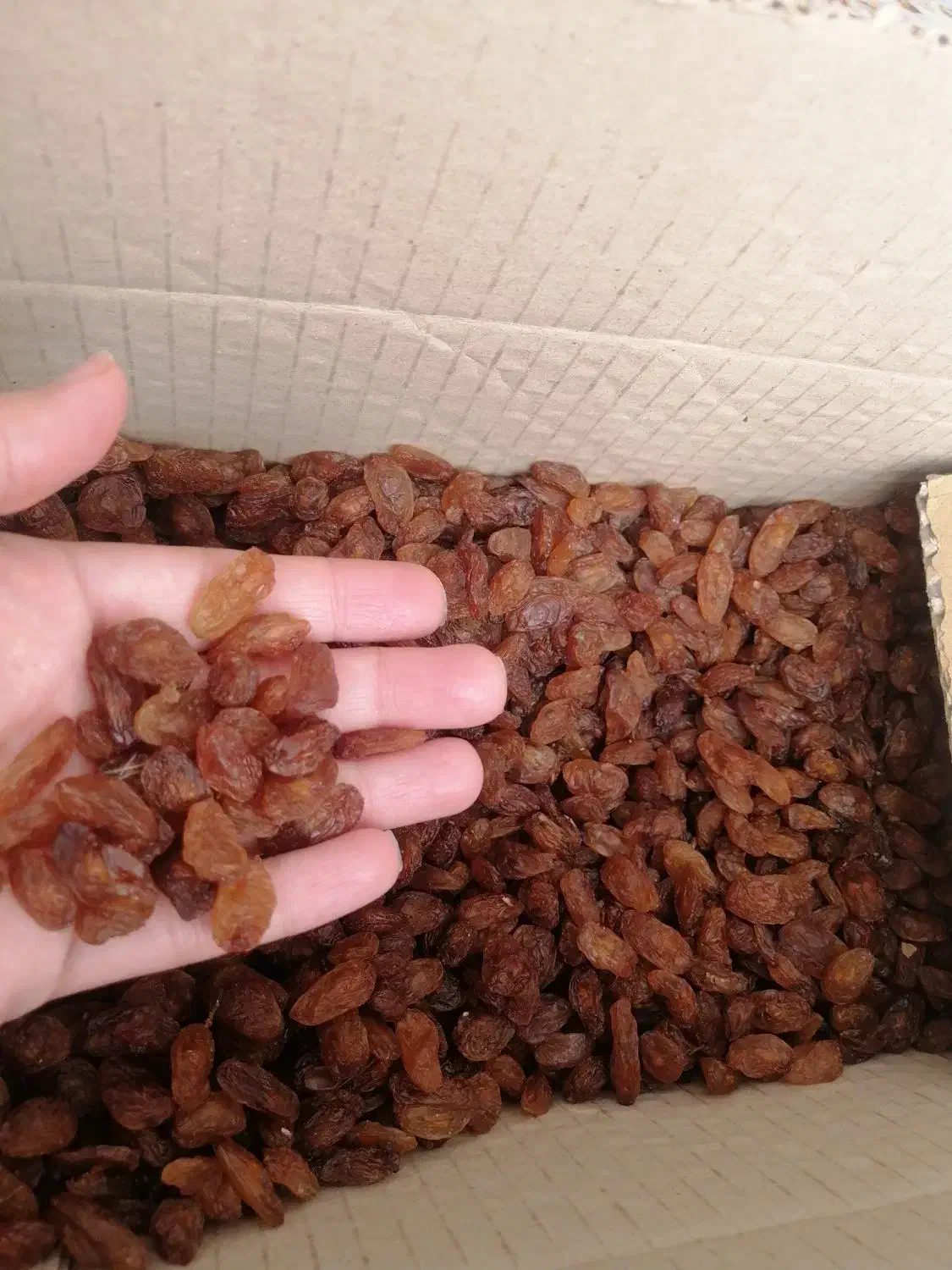 کشمش 3کیلویی (کارتنی)|خوردنی و آشامیدنی|نیشابور, بلوار گلها|دیوار