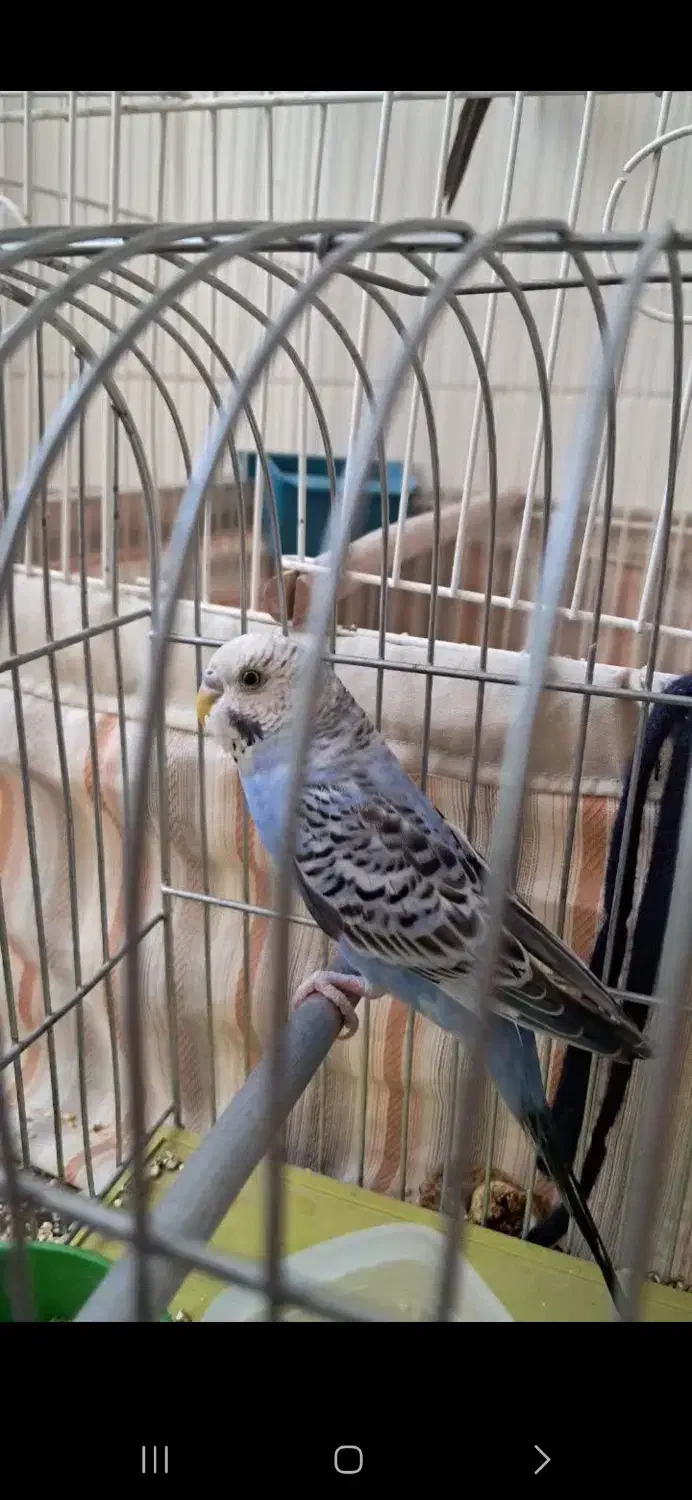 فروش مرغ عشق و عروس هلندی باهم 600|پرنده|یزد, |دیوار