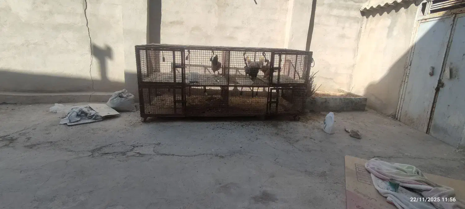 لوازم جانبی حیوانات|لوازم جانبی حیوانات|کازرون, |دیوار