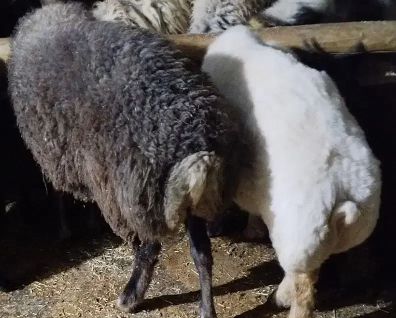 بره نر|حیوانات مزرعه|شباب, |دیوار