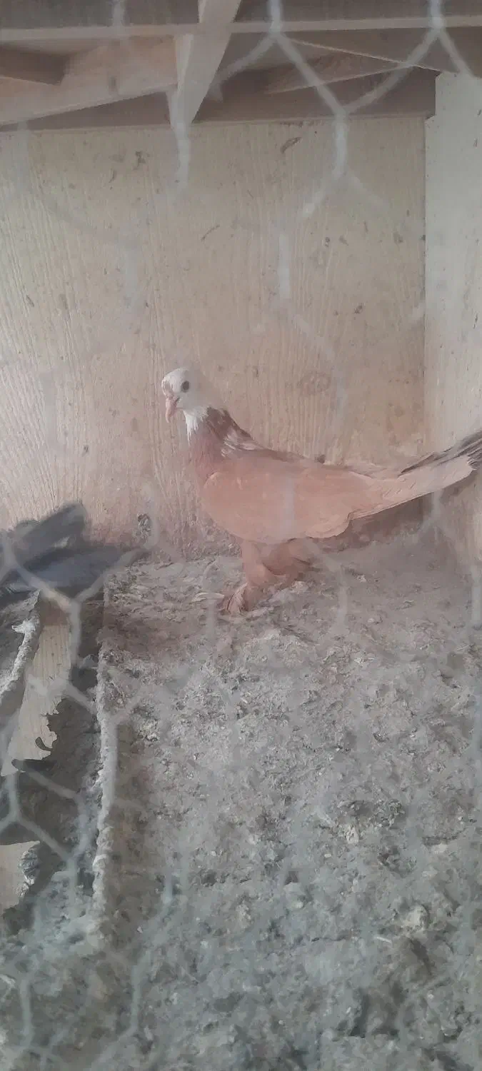 کبوتر|پرنده|یزد, |دیوار