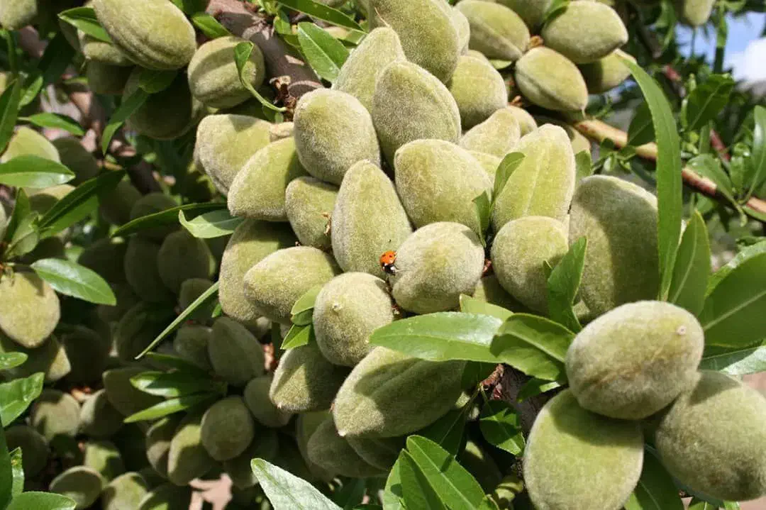 نهالستان میوه و ارقام خشکبار دیرگل پالیز|خدمات باغبانی و درختکاری|ری, اقدسیه|دیوار