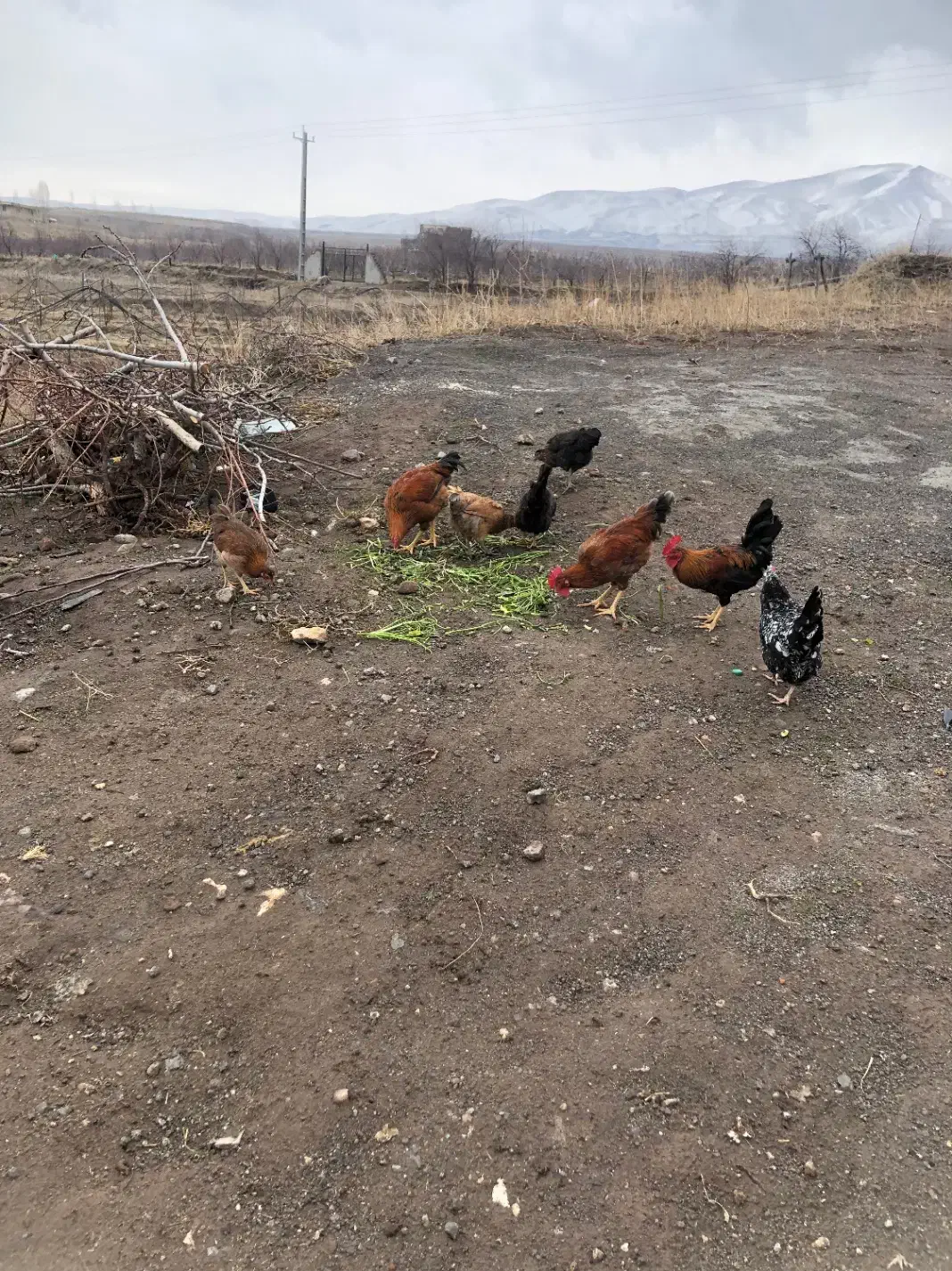 خروس|حیوانات مزرعه|مشگین شهر, |دیوار