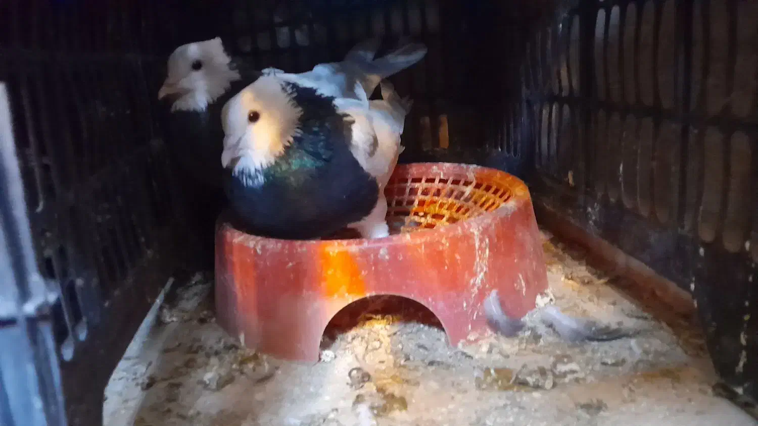 کبوتر|پرنده|مشهد, انقلاب|دیوار