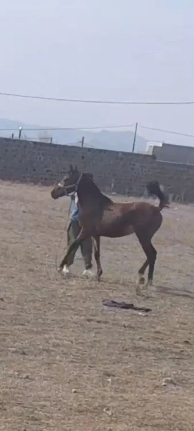 اسب معاوضه|اسب و تجهیزات اسبسواری|مشگین شهر, |دیوار