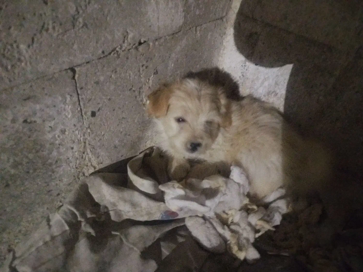 ۵عدد توله شیتزو‌برای فروشی|سگ|ری, دولت‌آباد|دیوار