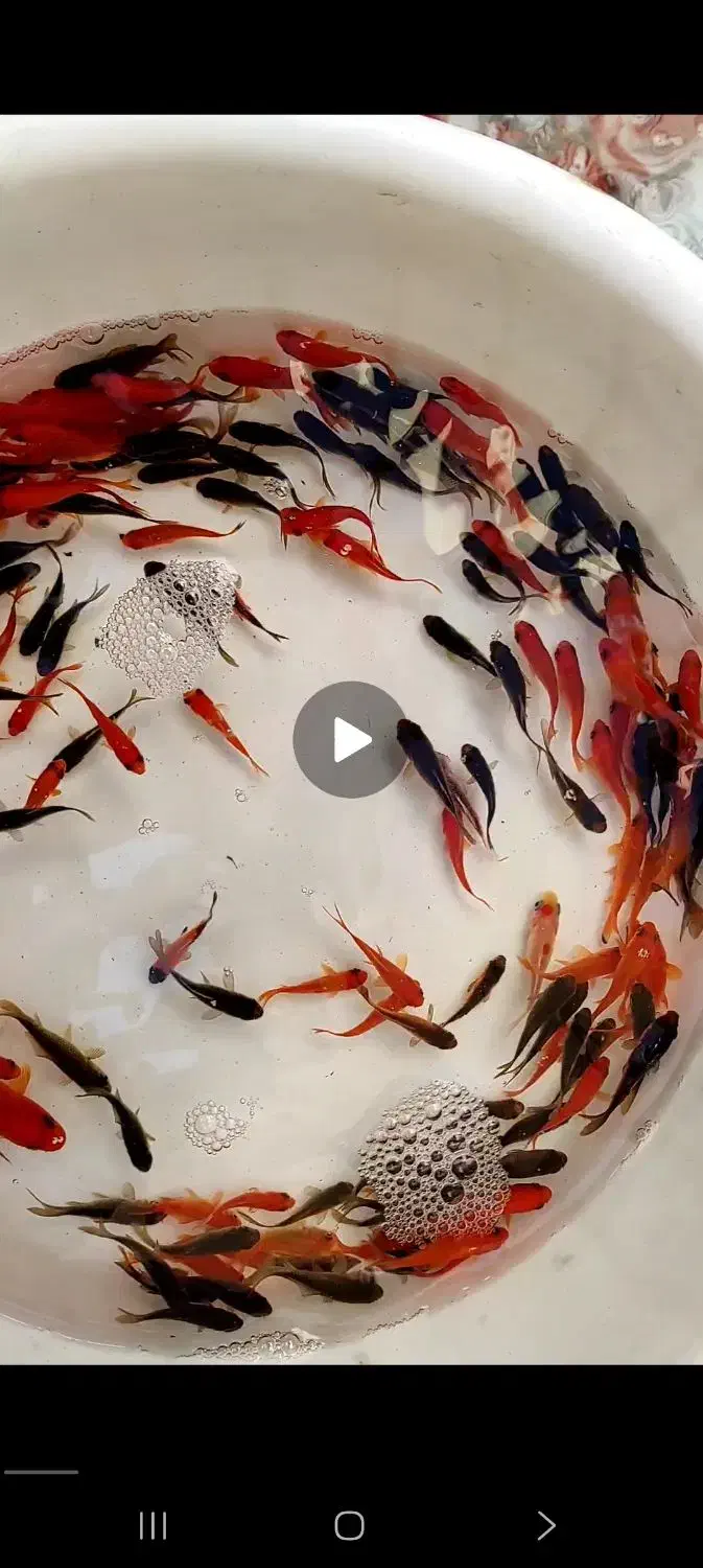 ماهی قرمز|ماهی|اسفراین, |دیوار